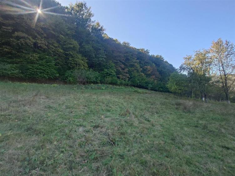 5,6 ha terenuri si padure in Criscior - 1