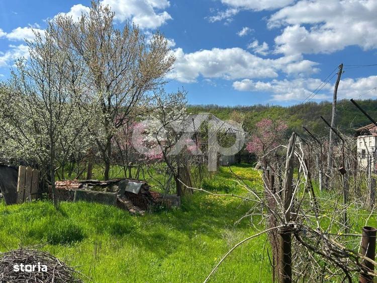 Casa la tara cu teren 3940 mp si livada zona linistita - 5