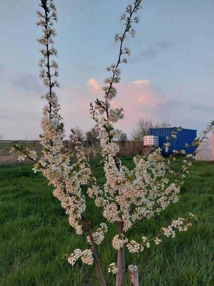 Vand teren extravilan Urseni 2163mp - 7