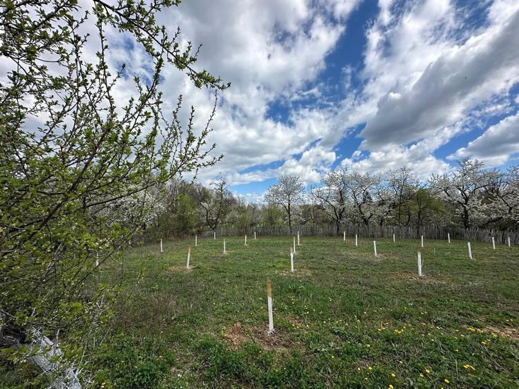 Vand teren cu potential - 7