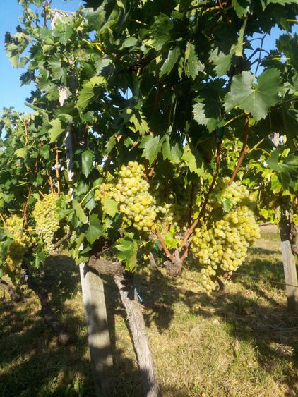 Teren cu vita de vie, Ardud Vii - 6