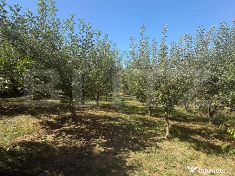 Teren intravilan, 2232 mp, Lisaura - 10