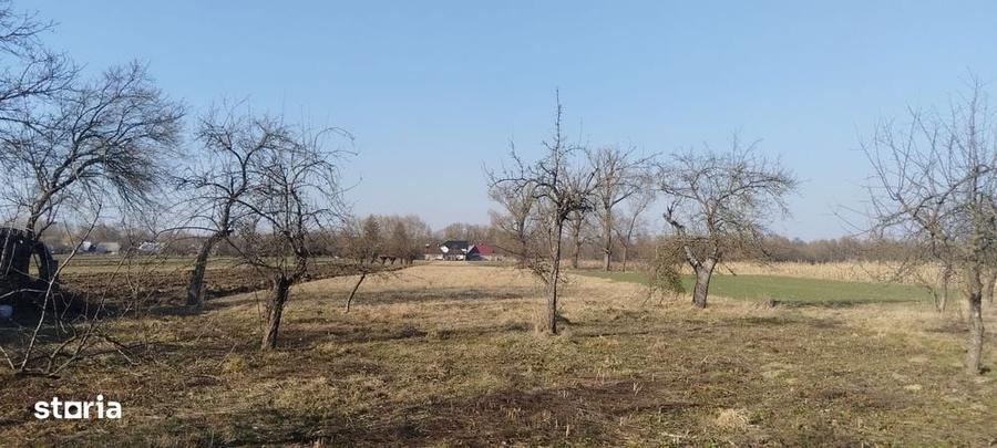 Casa batraneasca, teren 5400 mp, Fratautii Vechi - 2