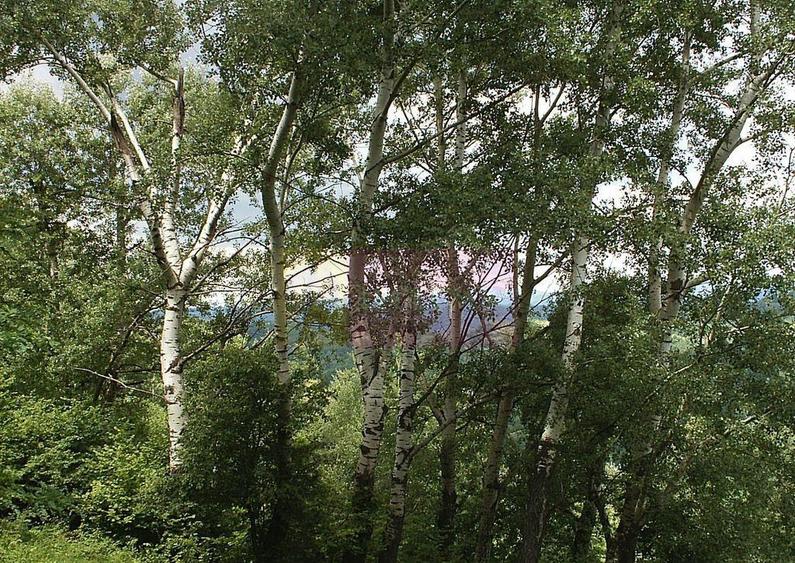 Teren intravilan de vanzare in Telega - 17