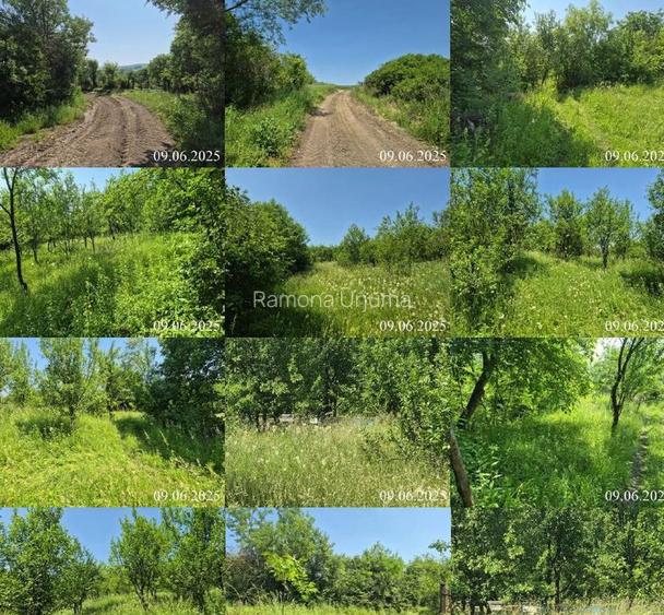 Teren extravilan, loc. Bobohalma, jud. Mures Teren extravilan, loc. Bobohalma, jud. Mures