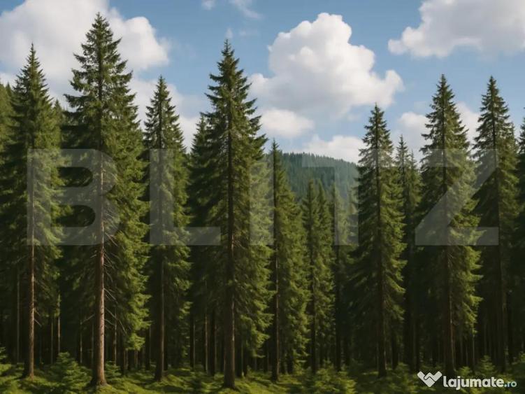 Teren extravilande de vanzare, padure, 10.000 mp, in Vatra - 1