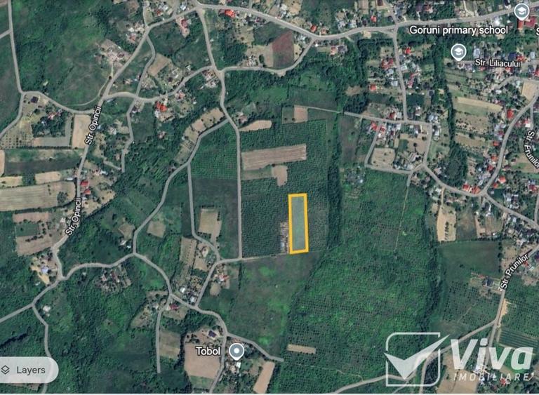 Teren 5300 mp Intravilan in Goruni – Tomesti - 3