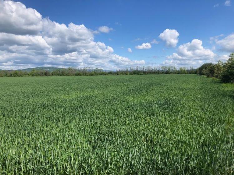 Teren arabil 7400 mp in Zamfira langa Ploiesti - 2