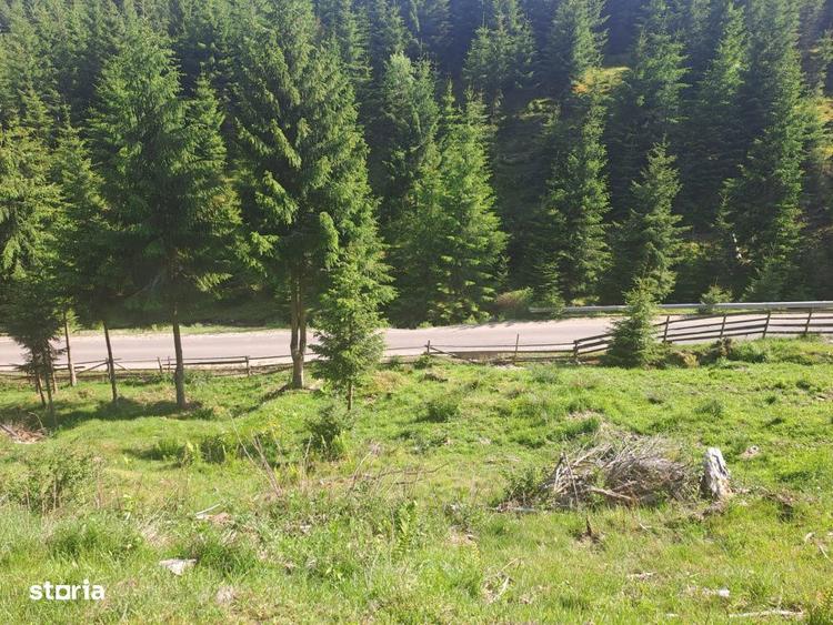 Teren Intravilan 1000mp | Drum ASFALTAT | MAGURI | PANORAMA - 1