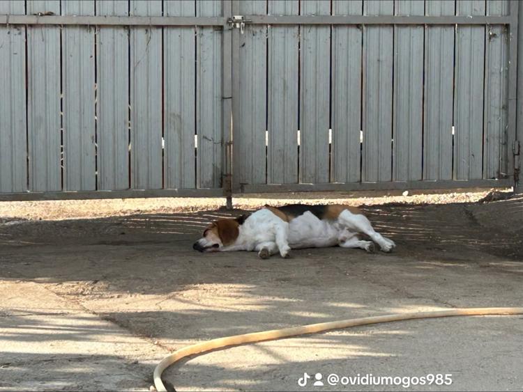 Teren + căsuță  - 1