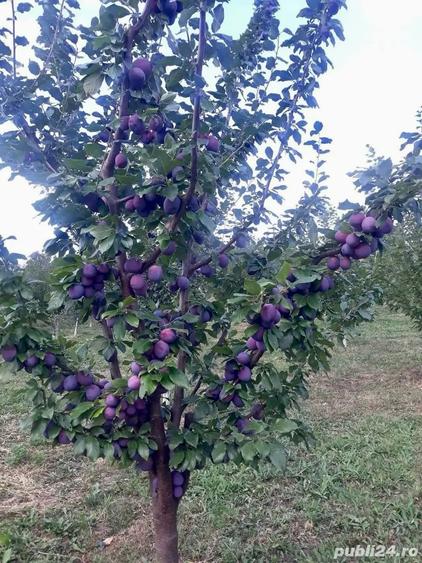 Vand Casa in Slava Rusa, 2000mp. - 4