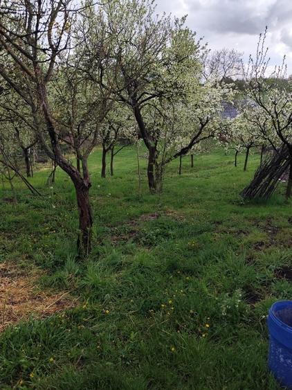 Teren intravilan de vanzare - 2