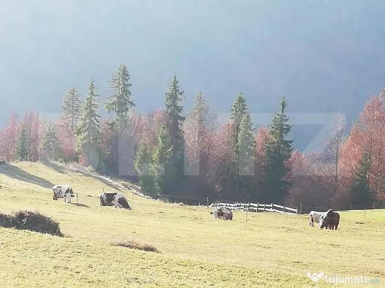 Teren de vanzare, Scarisoara, ideal pentru cabana - 4