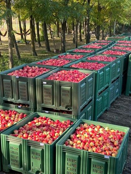 Afacere la cheie-FERMĂ POMICOLA - 6
