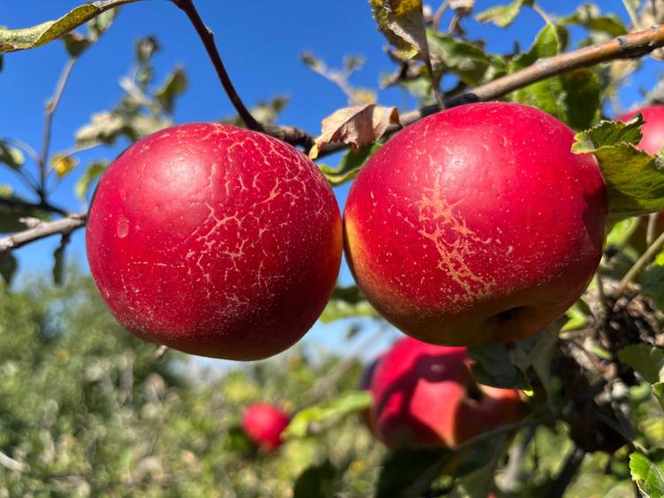 Teren 2030 mp | Sat Gheorghieni | Asfaltat | Pers. Fizica - 2