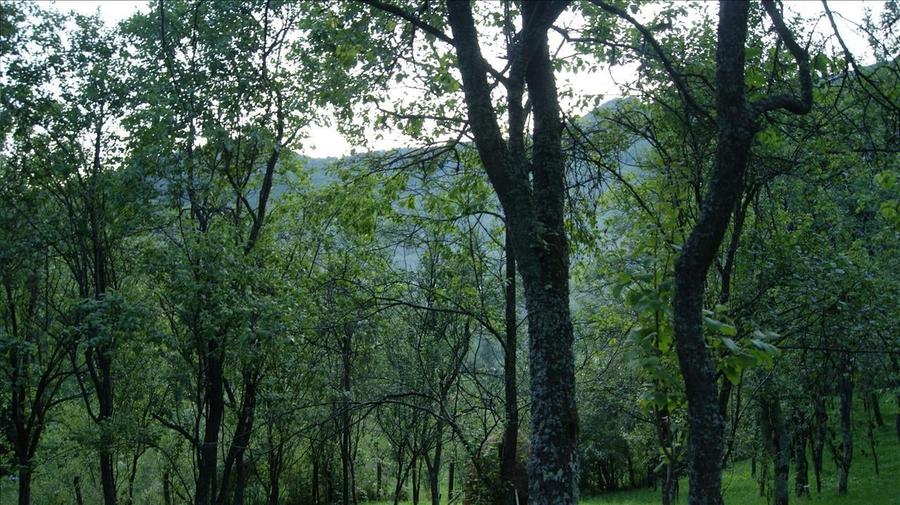 10 hectare teren plus casa la munte in Buces, Hunedoara - 9