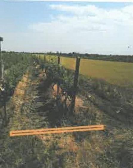 Teren extravilan Pietroasele, ID: R2586802 - 11