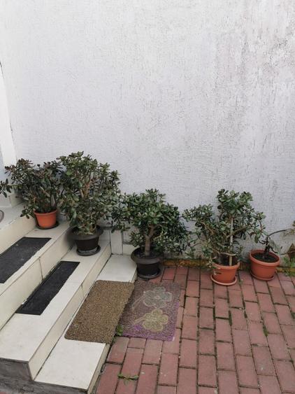 Alexandriei, Bragadiru - 6