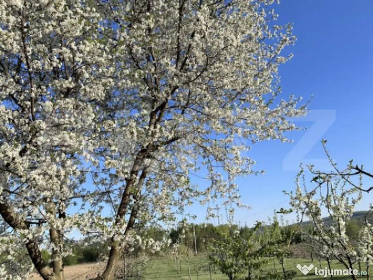 Casa 5 camere, 21 ari teren, zona Darmanesti - 13