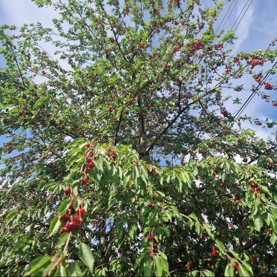 Casă individuală cu 3 camere cu Teren 535 Mp în Valea Argovei