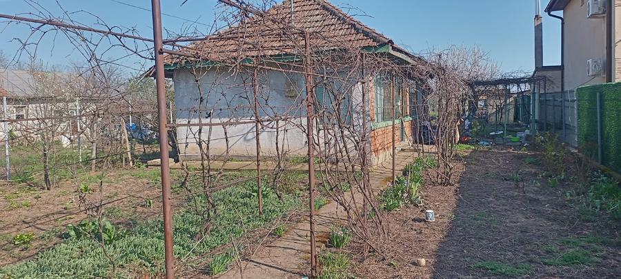 Lilieci Ialomita - 8