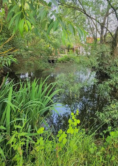 Casa superba in Corunca (potrivita si pentru pensiune) - 19