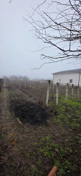 Teren de vanzare Comuna Carcea - 3