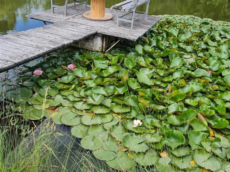 Film & Tur LIVE! Rafinament in cartier linistit, pe 30.000 mp teren paradis, fac - 44