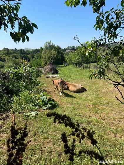 Vand casa batraneasca - 3