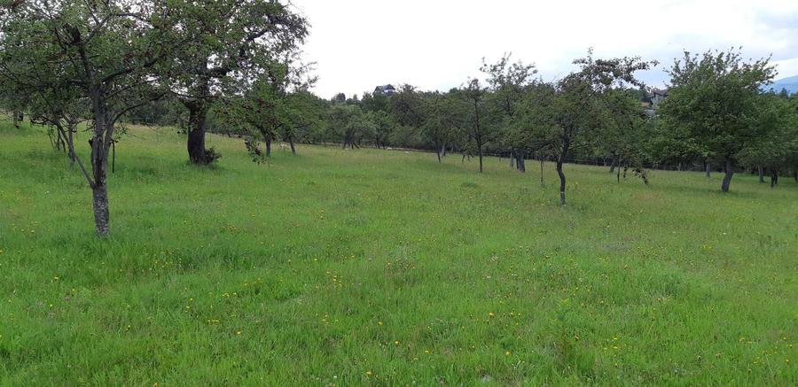 Teren intravilan BRAN-Bradul Inalt-Priveliste panoramica - 7