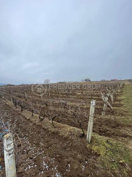 Teren 4.209mp, Chicerea, Comuna Tomești - 1