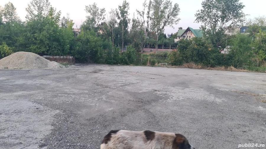 Teren de inchiriat - 6