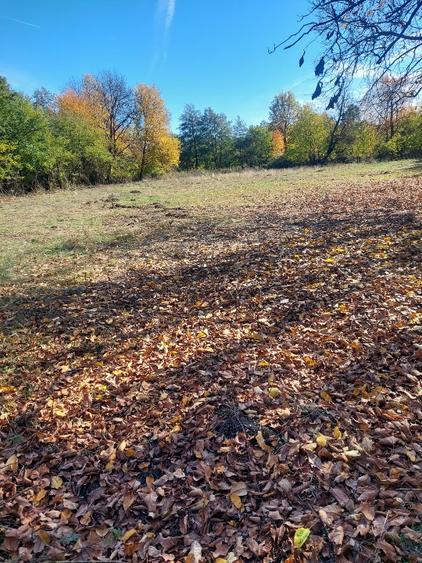 Vând teren 4200mp, int și ext în Romani  de jos - 6