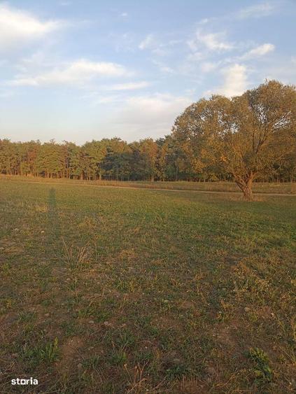 De vanzare teren extravilan in Arcus - 4