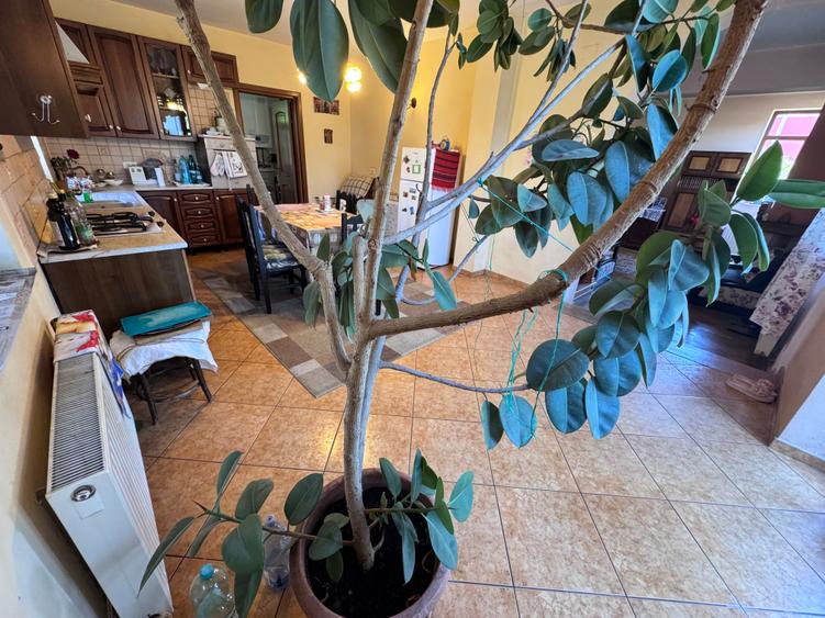 Casa individuala P+1+M amplasata pe un teren de 1612 mp. - 28