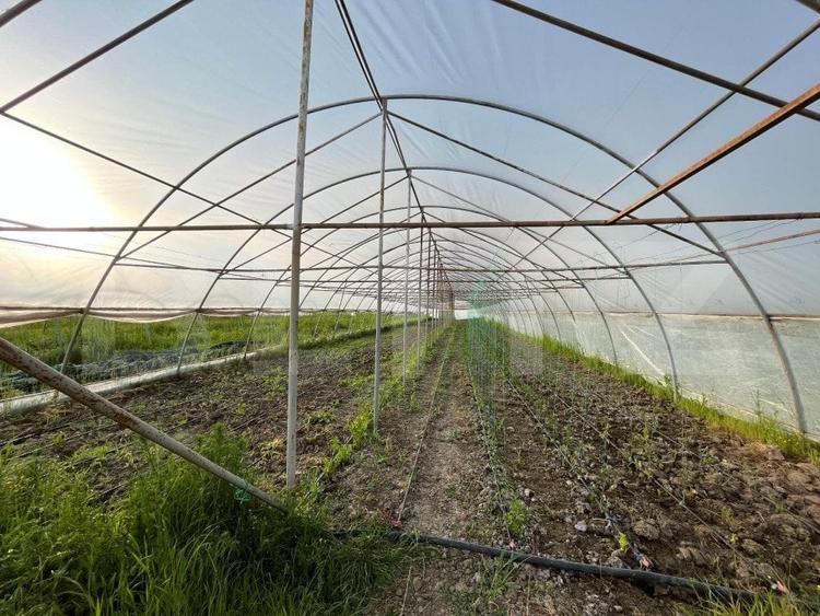 Teren partial intravilan 23.500 mp, apa, curent si supraveghere video, Bucovat - 10