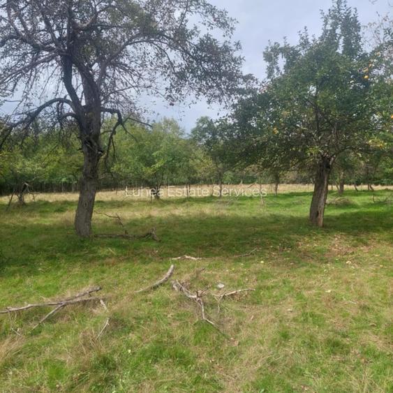 Teren agricol 25826 mp cu padure Teren agricol 25826 mp cu padure