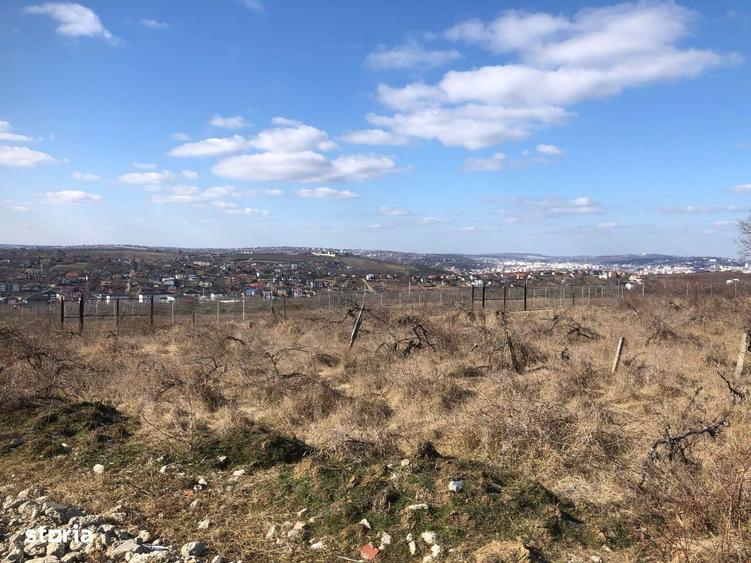 Teren intravilan Bucium 1000 mp, dealul Craitelor - 8