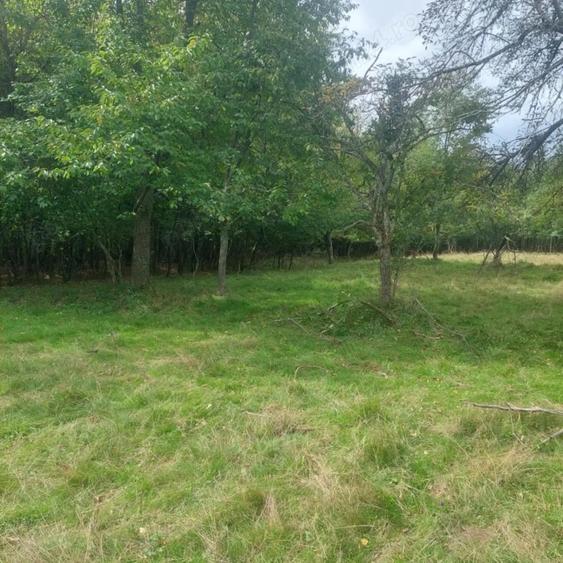 Teren 15826 mp + padure 1 ha - 5