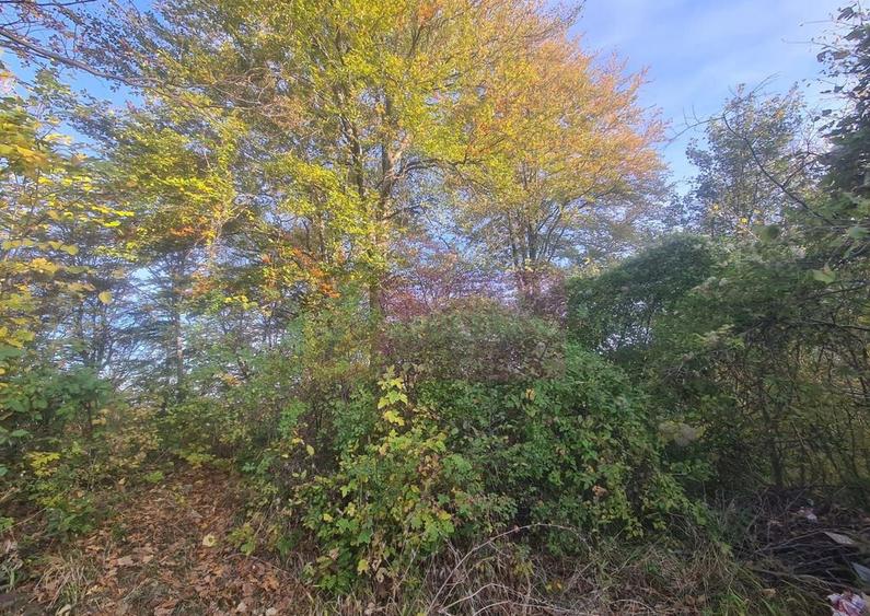 Teren intravilan de vanzare in Telega - 11