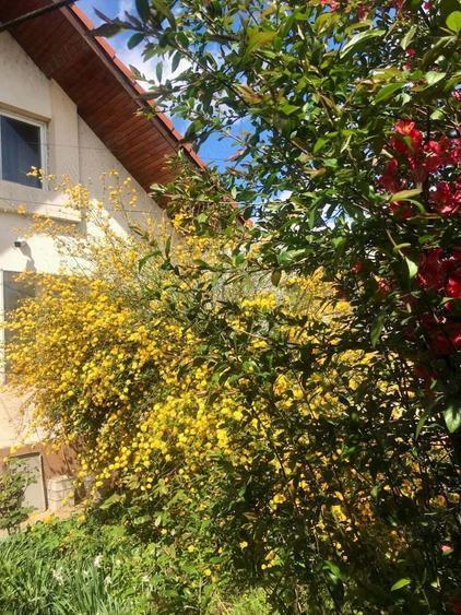 Vand casa + teren IEZURENI - 7