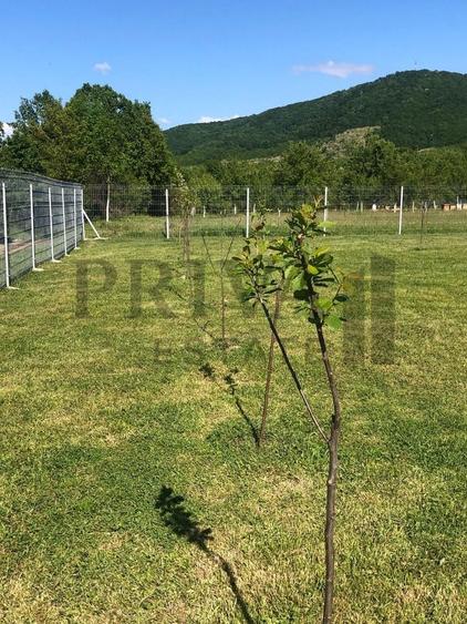 Teren intravilan casa de vacanță, 800, 2 fs, Surduc - 3