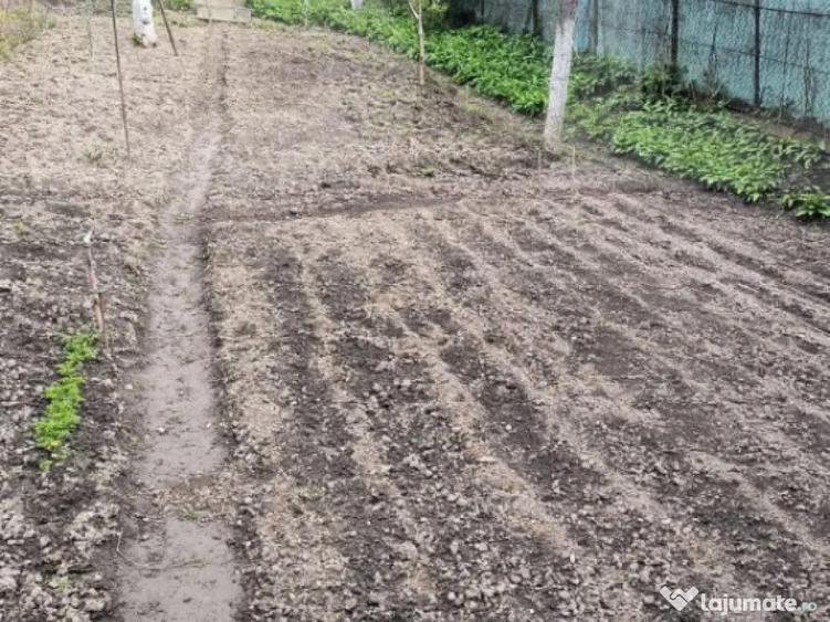 Vand casa la Nadrag zona linistita foarte aproape de centru - 6