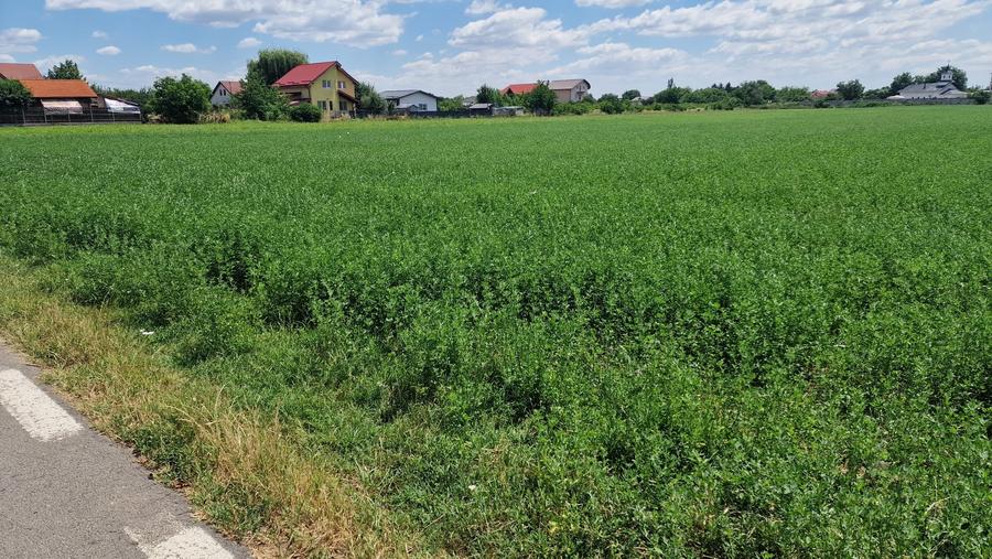 Teren intravilan 9 470 mp – Bolintin-Deal - 3