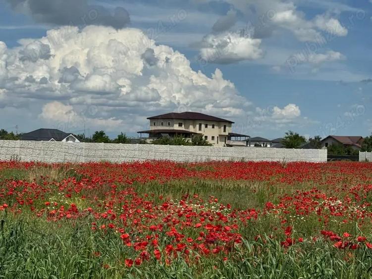 Vanzare Teren intravilan 500mp Cernica Balaceanca Ilfov - 6