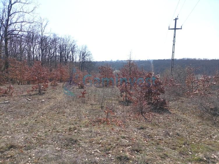 Teren intravilan de vanzare in Paleu, aprape de padure, Bihor - 2