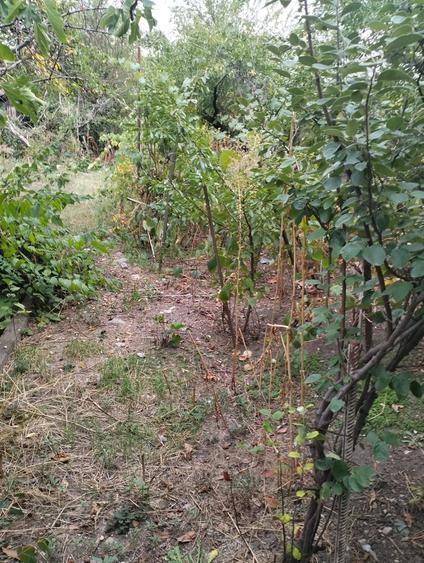 Vand teren intravilan, central, Str. Dorobanti, in Dr. Tr.Severin - 2