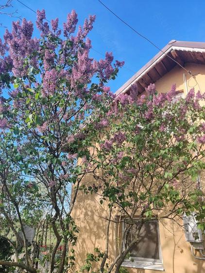 Casa Marsa Giurgiu - 7