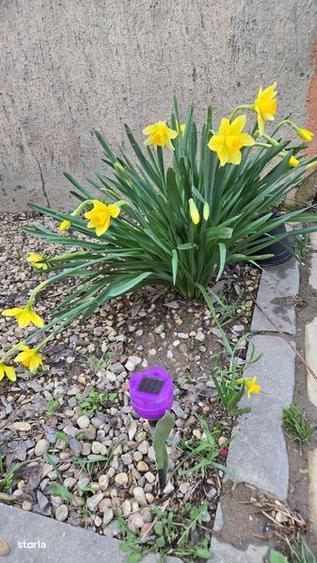 Inchiriez casa Pantelimon - 6