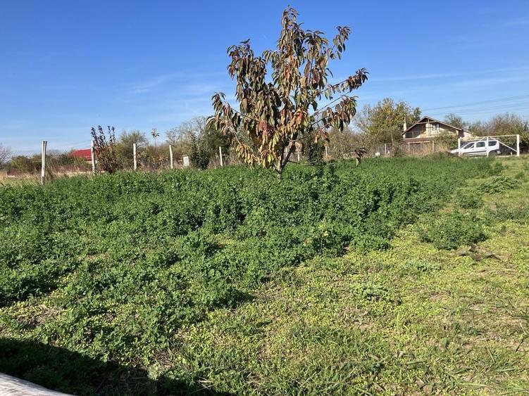 Teren 6.150 mp intravilan Gradistea, Ilfov - 6